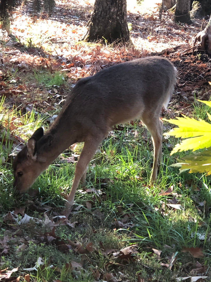 North Carolina deer