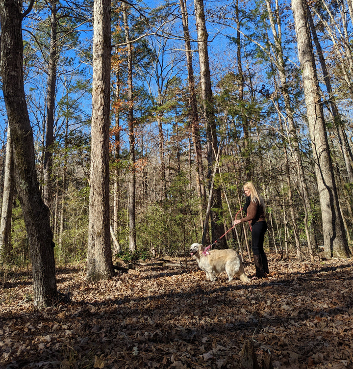 Golden retriever woods