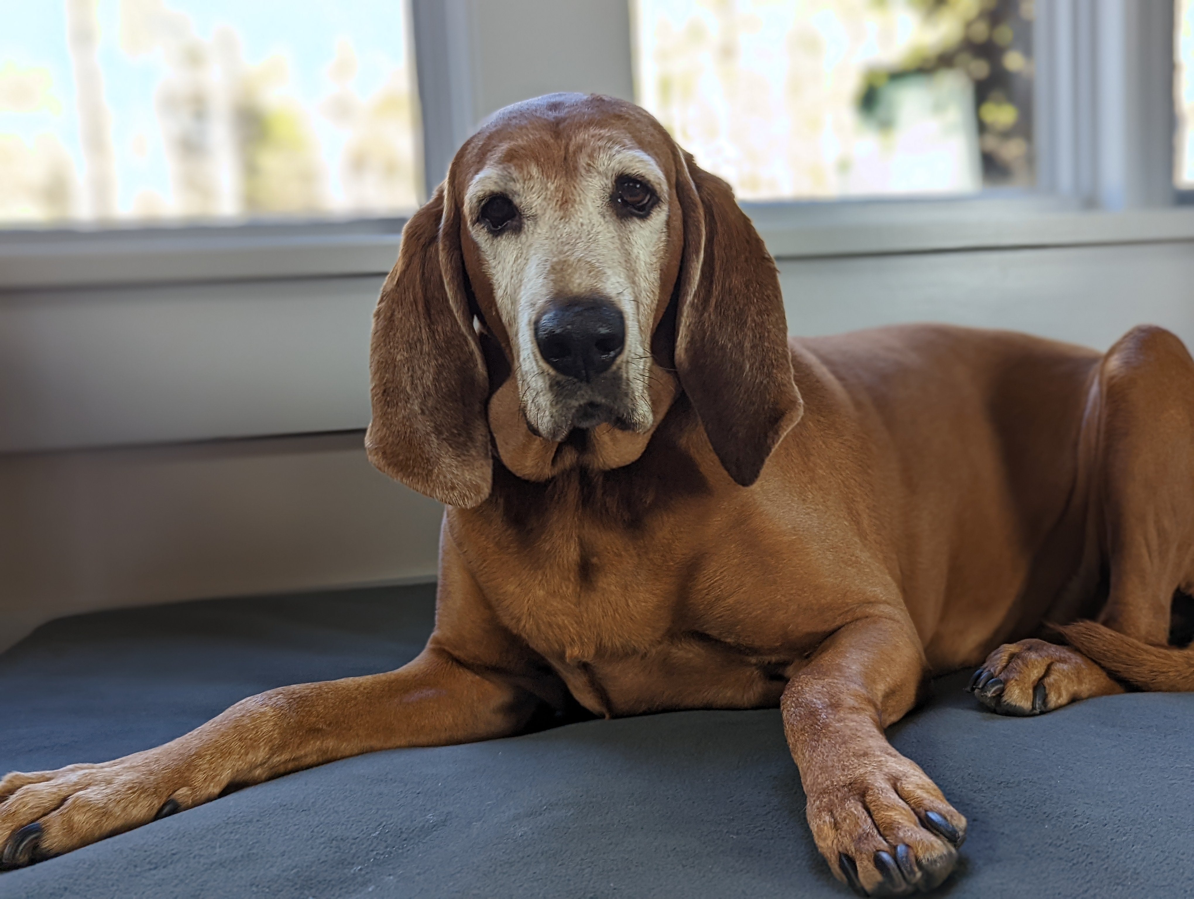 dog-dementia-related-to-slower-walking-speed