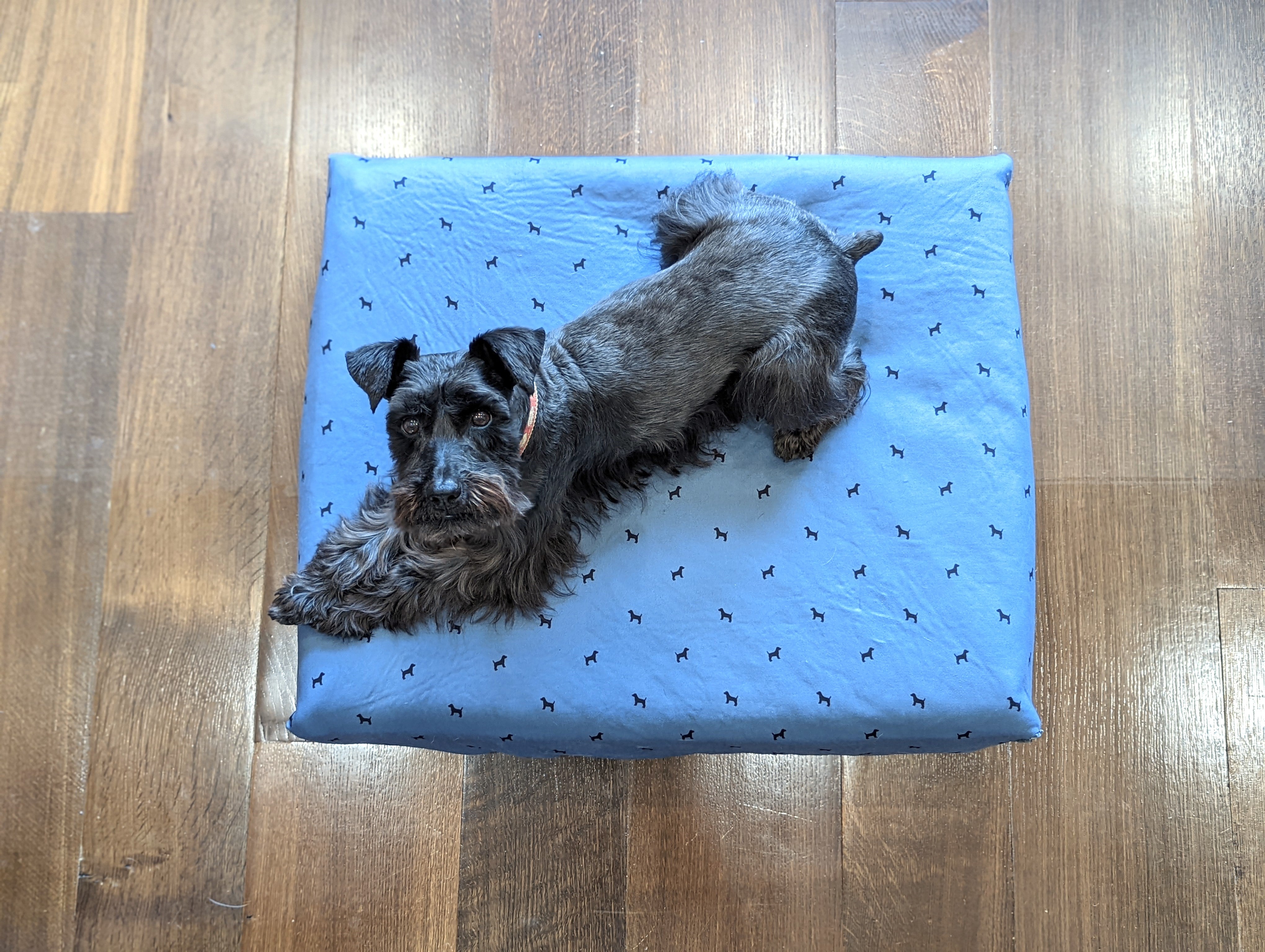 choosing-dog-bed-size