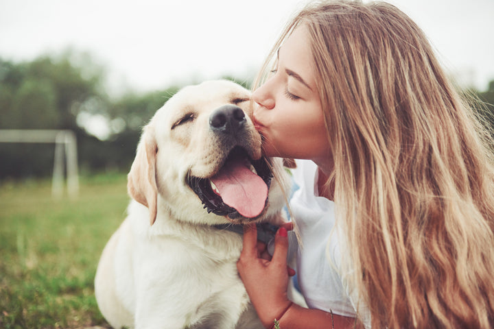 Dog kiss labrador iStock 1127312659