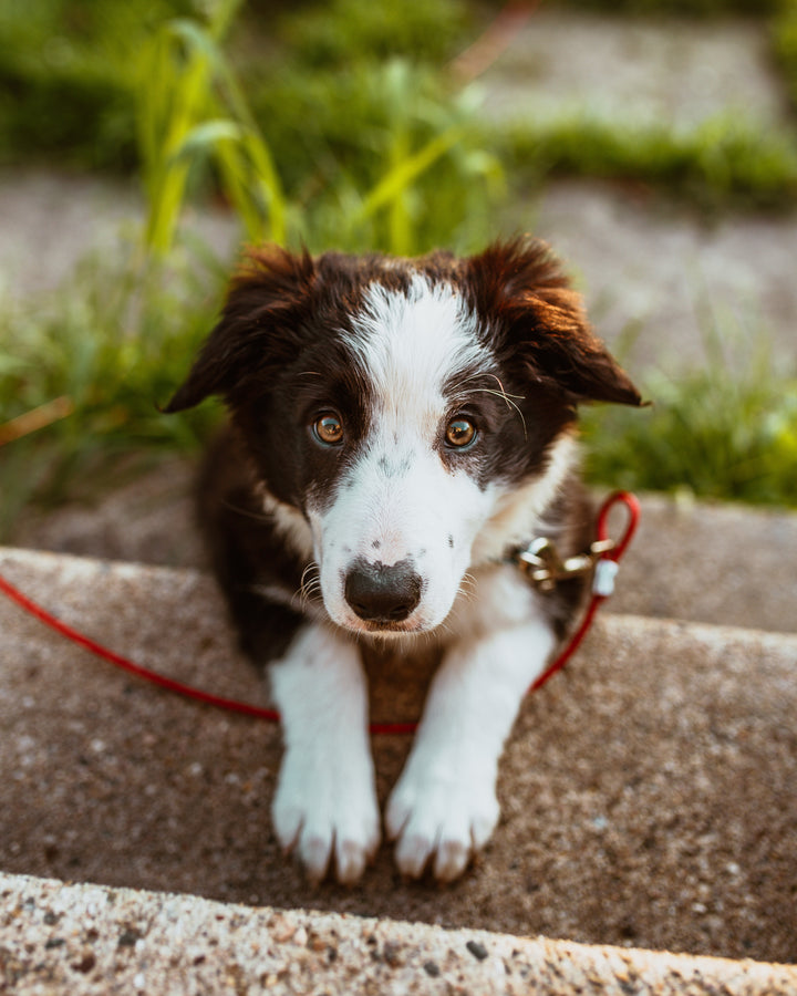 How to avoid aggression (and other problems) at the dog park