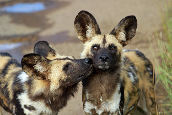 Endangered relatives of cats and dogs - Part II. Canids