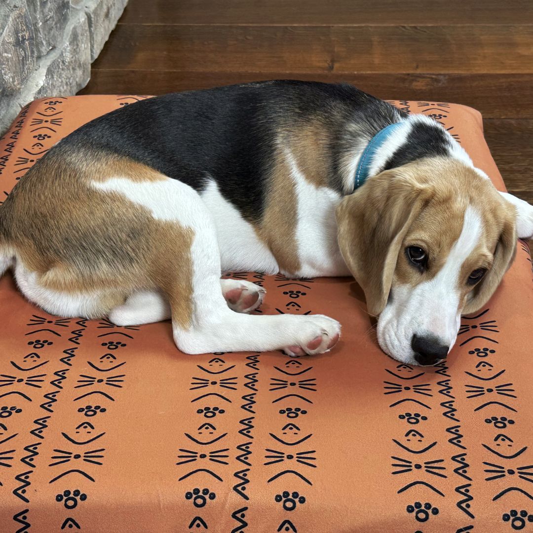 Blue Toby Pet Bed